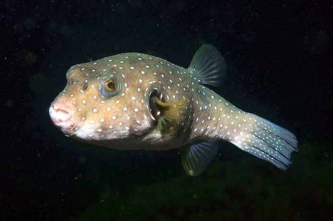 White-spotted puffer (a pufferfish is the mascot of Bitly). This image is by [Bricktop](https://commons.wikimedia.org/wiki/User:Bricktop "User:Bricktop") and [Togabi](https://commons.wikimedia.org/w/index.php?title=User:Togabi&action=edit&redlink=1 "User:Togabi (page does not exist)") and licensed under the [Creative Commons](https://en.wikipedia.org/wiki/en:Creative_Commons "w:en:Creative Commons") [Attribution 2.0 Generic](https://creativecommons.org/licenses/by/2.0/deed.en) license.