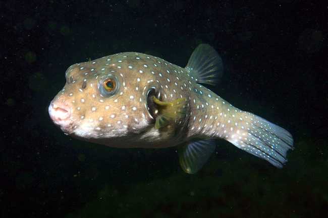 White-spotted puffer (a pufferfish is the mascot of Bitly). This image is by [Bricktop](https://commons.wikimedia.org/wiki/User:Bricktop "User:Bricktop") and [Togabi](https://commons.wikimedia.org/w/index.php?title=User:Togabi&action=edit&redlink=1 "User:Togabi (page does not exist)") and licensed under the [Creative Commons](https://en.wikipedia.org/wiki/en:Creative_Commons "w:en:Creative Commons") [Attribution 2.0 Generic](https://creativecommons.org/licenses/by/2.0/deed.en) license.